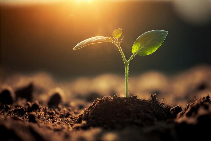 Una planta que crece en el suelo con el sol brillando sobre ella.