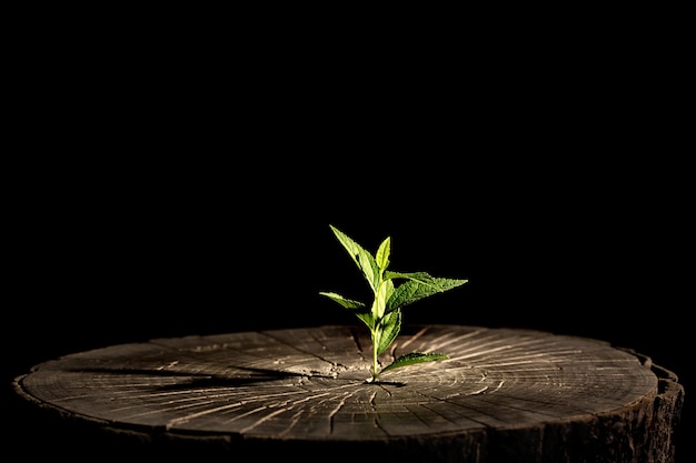 Planta que crece en el tocón de un árbol