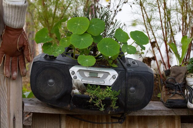 Planta que crece en una vieja radio en un estante de madera