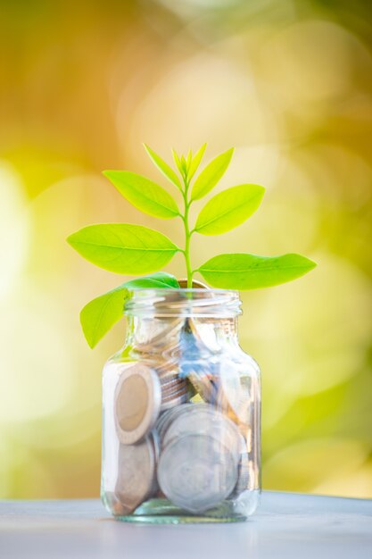 Planta que cresce em moedas de poupança - conceito de juros