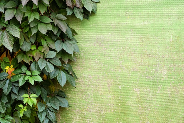 Planta que cresce em uma parede verde