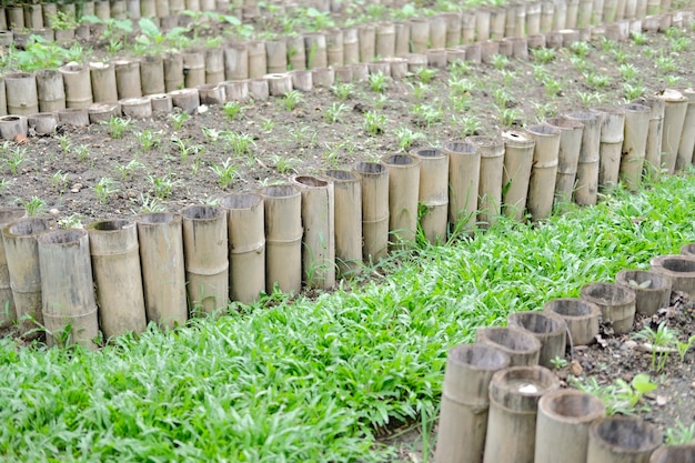 Planta que cresce na fazenda. plantação de vegetais no jardim