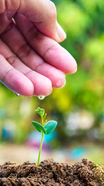 Foto planta que cresce no jardim e na luz solar