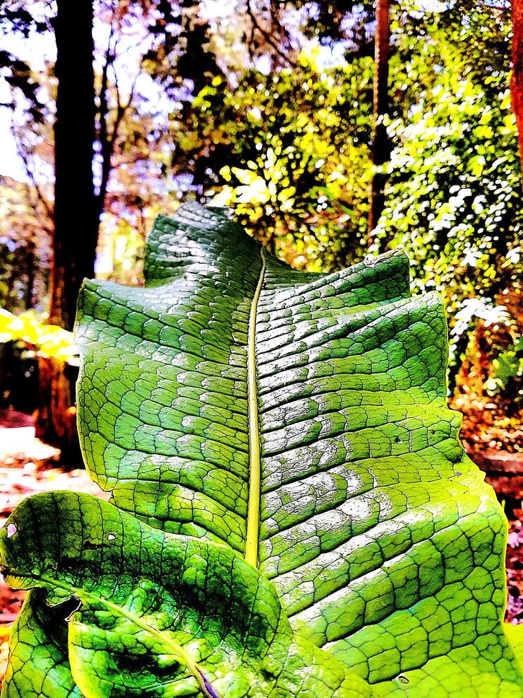 Foto planta que cresce no tronco da árvore