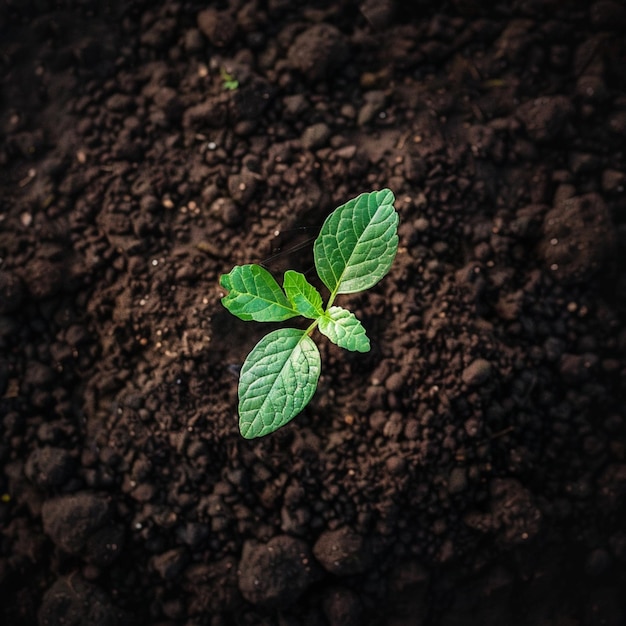 una planta que está creciendo en la tierra