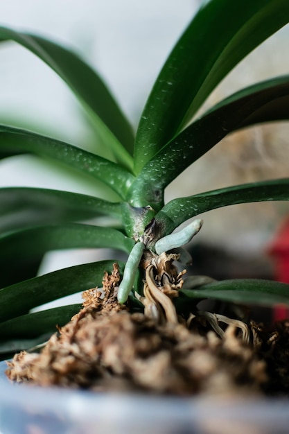 Una planta que está en una maceta.