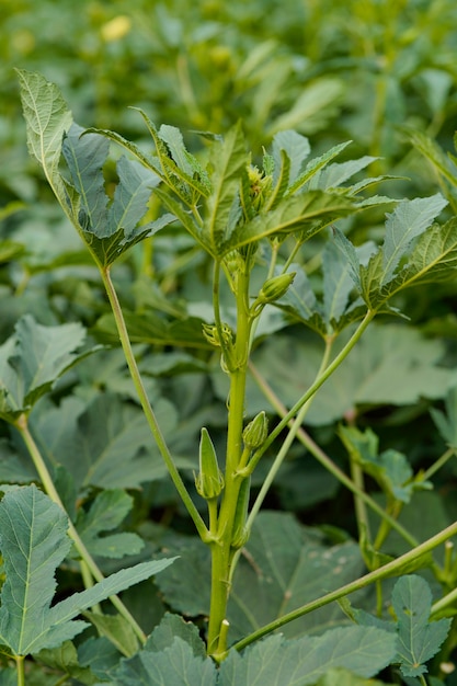 Planta quiabo ou ladyfinger no campo de agricultura.