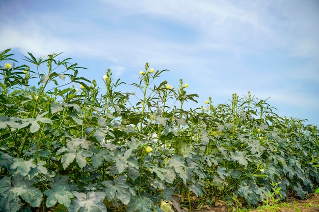 Planta quiabo ou ladyfinger no campo de agricultura.