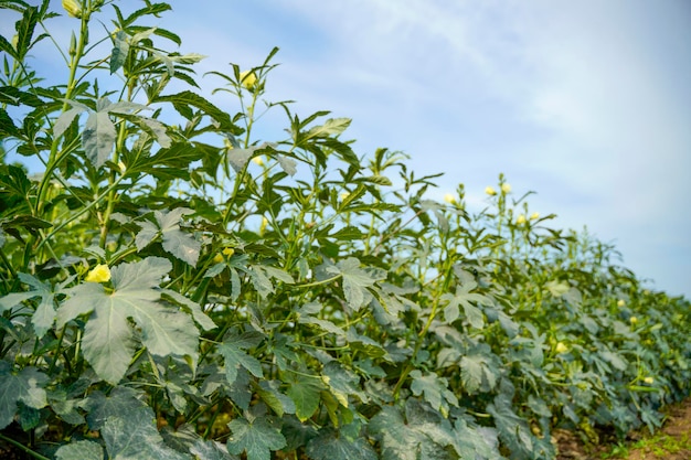 Planta quiabo ou ladyfinger no campo de agricultura.