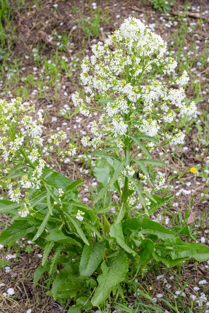 Planta de rábano picante verde con flores blancas aromáticas en primavera Floración de rábano picante