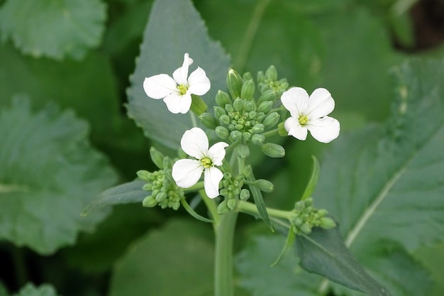 Planta de rábano de primer plano y flor de rábano de flores blancas
