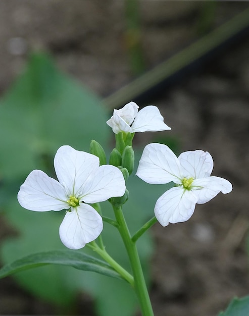 Planta de rábano de primer plano y flor de rábano de flores blancas