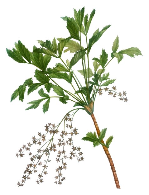 La planta de la rama de la raíz amarilla del arbusto png transparente