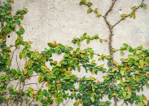 Planta rastrera sobre fondo de pared de cemento antiguo