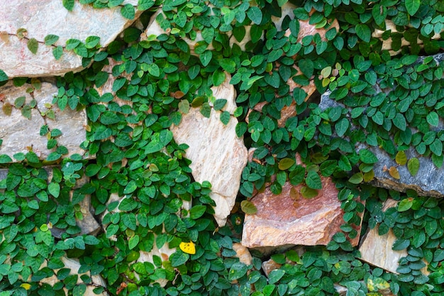 Planta rastrera sobre fondo de pared de ladrillo de piedra