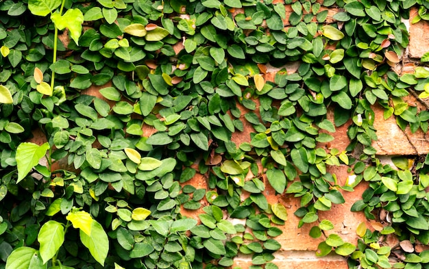 Planta rastrera sobre fondo de pared de ladrillo