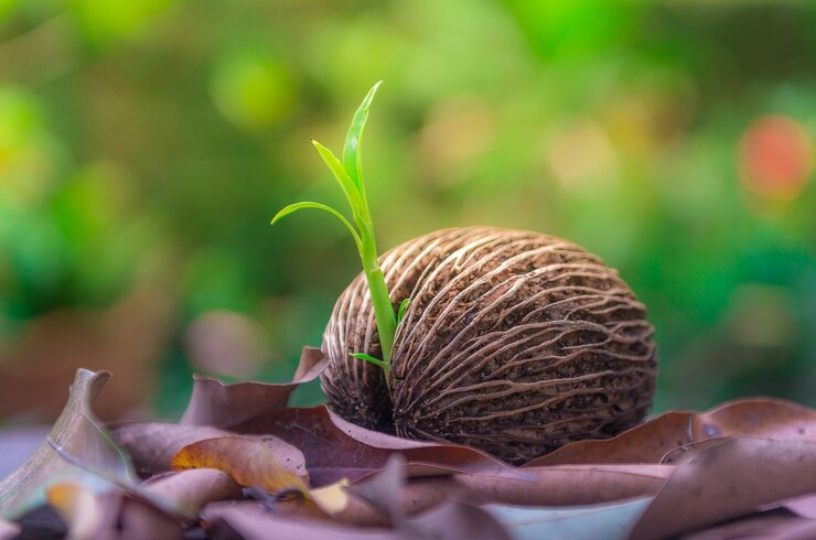 Planta recém nascida