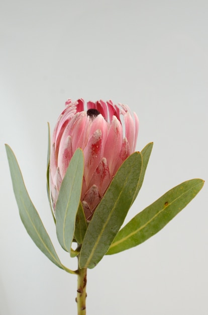 Planta de rey rojo protea sobre fondo blanco