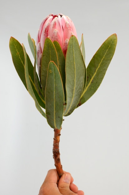 Planta de rey rojo protea sobre fondo blanco