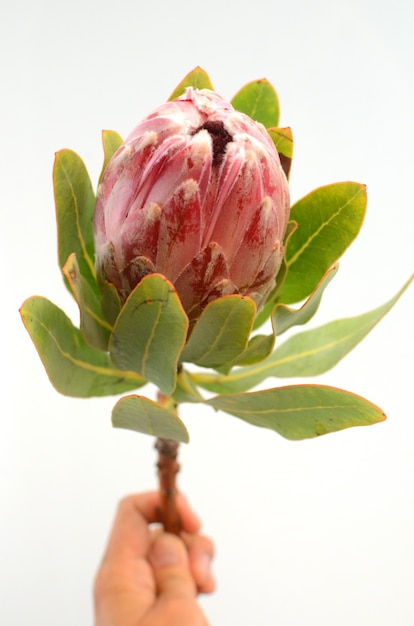 Planta de rey rojo protea sobre fondo blanco