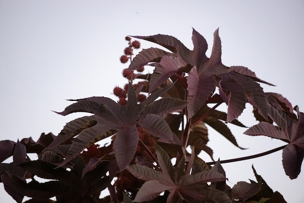 Foto planta de ricino rojo de la especie ricinus communis