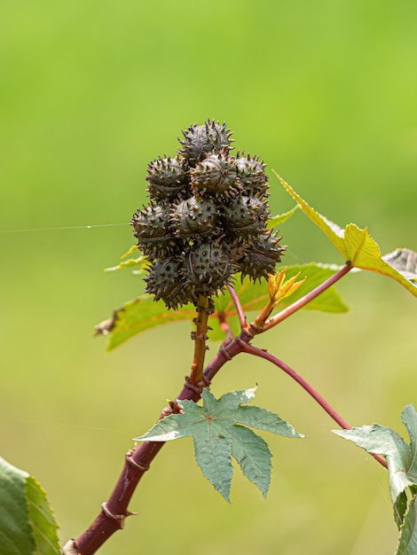 Planta de ricino verde