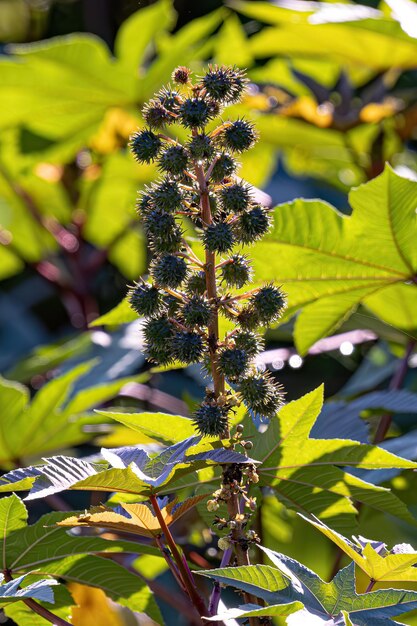 Foto planta de ricino verde