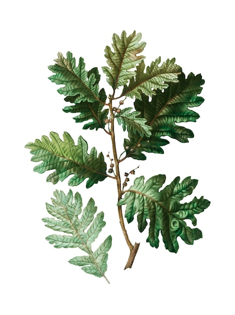planta de roble húngaro transparente png