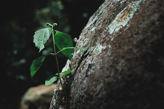 La planta en la roca en el bosque