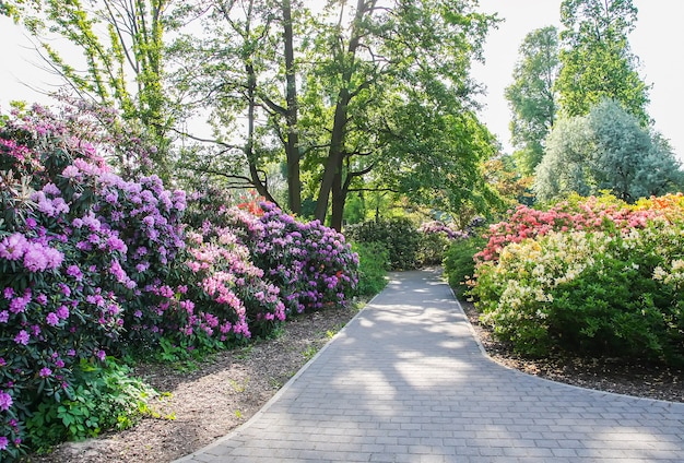 Planta de rododendro fragantes flores hermosas que florecen en el parque de la primavera.