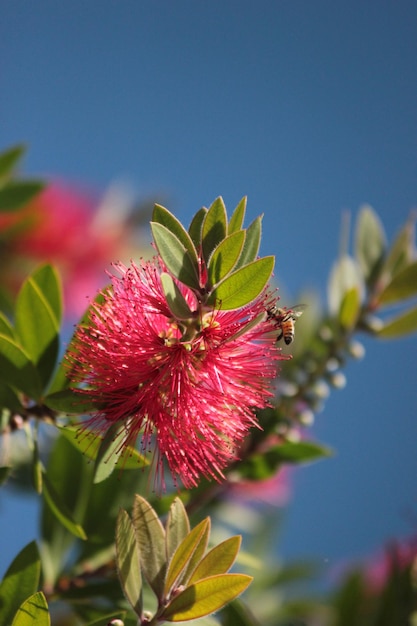 Foto planta roja con una abeja