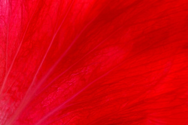 Planta roja de fondo natural de pétalos de flores de hibisco rosa siria cerca de la fotografía macro