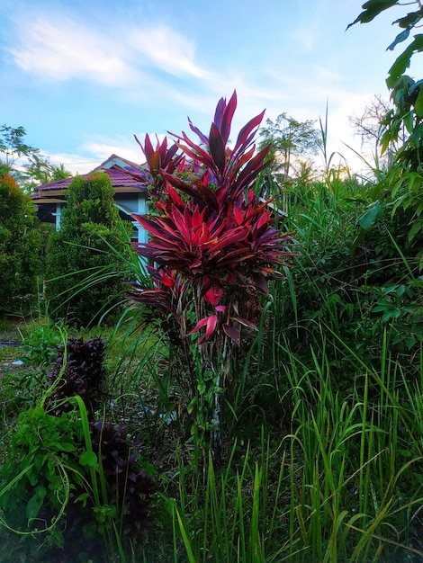 Una planta roja con hojas verdes está en medio de un jardín.