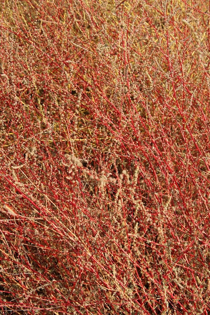 Planta roja silvestre en la naturaleza