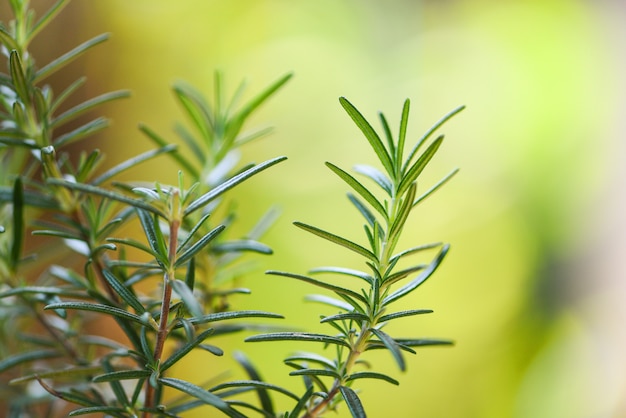 Planta de romero orgánico que crece en el jardín para extractos de aceite esencial / hierbas de romero fresco naturaleza fondo verde