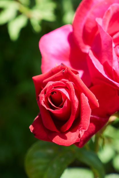 Foto planta rosa e folhas de perto