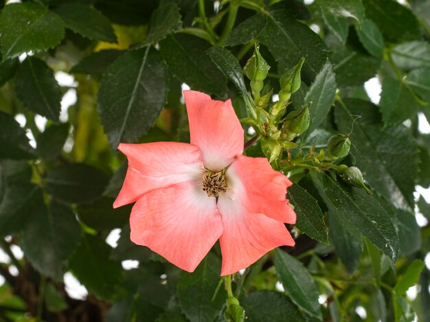 Planta de rosa en estudio