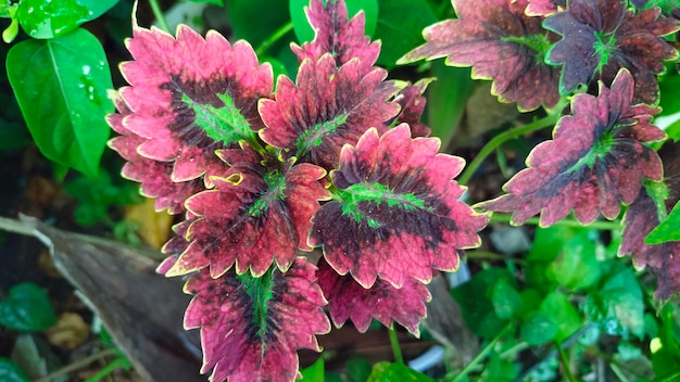 Una planta rosa y verde con una hoja negra y verde.