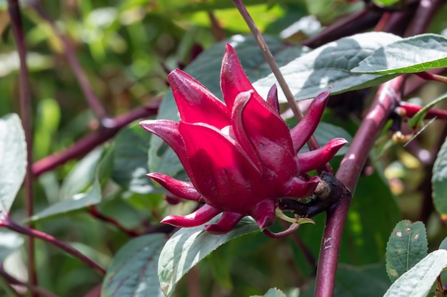 Foto planta de roselle roja en el jardín