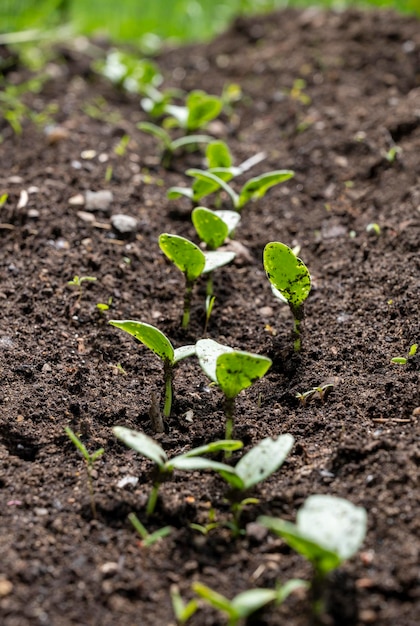 Planta saindo do solo. Foco selecionado. Conceito de ecologia. vida nova.