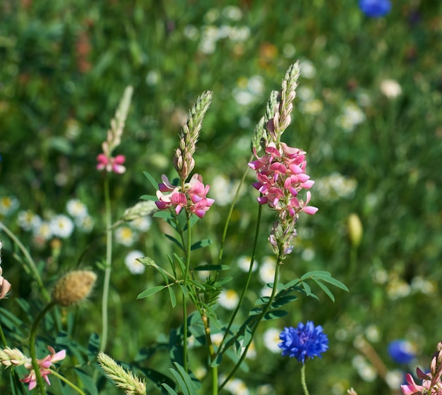 Planta Sainfoin no prado em um dia de primavera