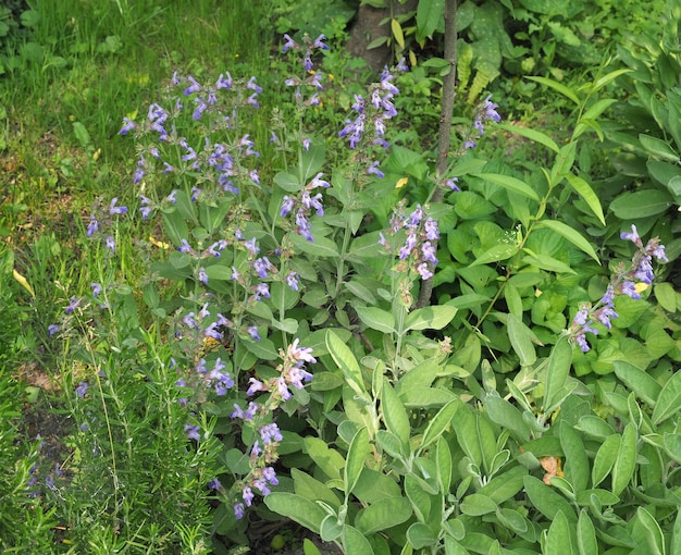 Planta salva (Salvia officinalis)