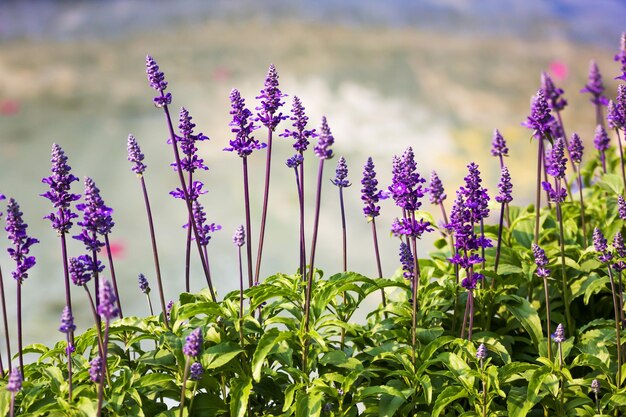 Planta de salvia azul