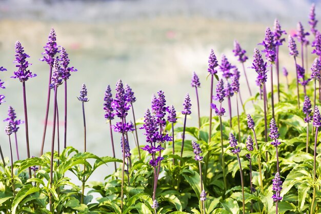 Planta de salvia azul