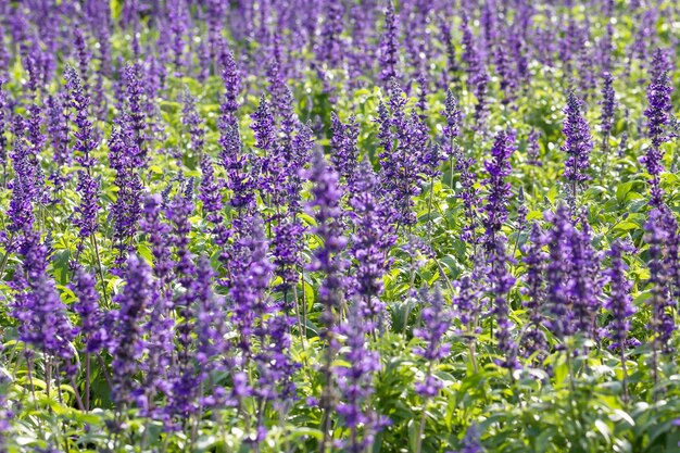 Planta de salvia azul