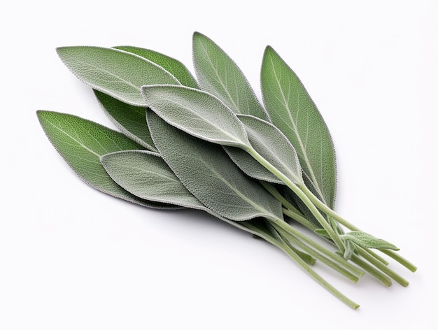 Planta de salvia fresca de alta calidad en blanco