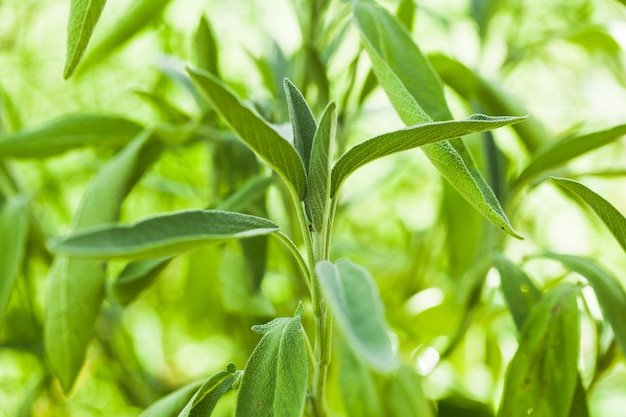 Planta de salvia en la garde, vista macro de hojas