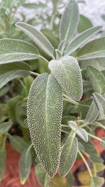 Planta de salvia. Hojas de salvia fresca. Aromáticos en el jardín.