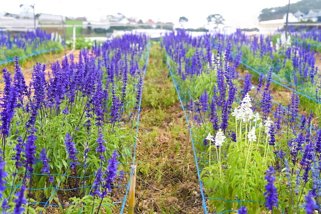 Planta de Salvia nemorosa que crece en Da Lat en Vietnam