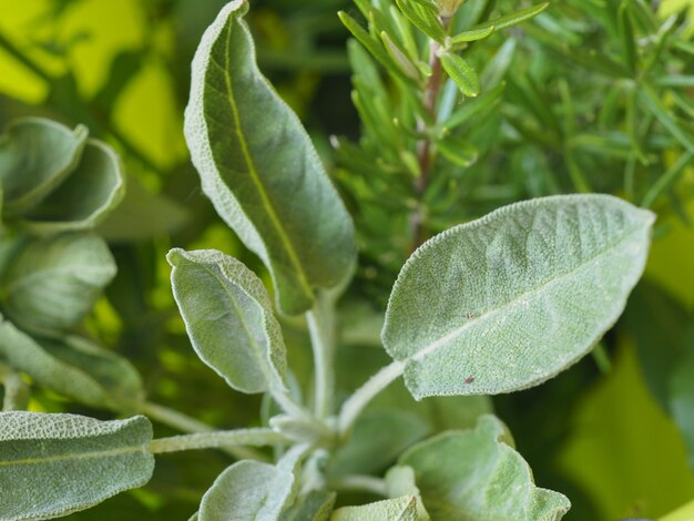 Planta de salvia (Salvia officinalis)